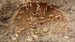 termites-bois-insecticides-spray